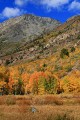 Dave Herzstein: Lundy Canyon Aspens