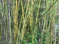 Melanie Lewert: Bamboo