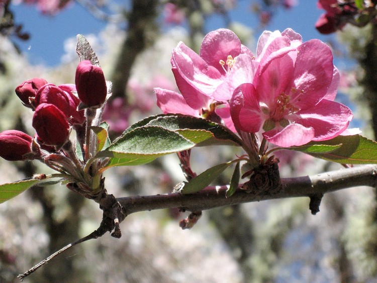 Mike aronson: Spring bloom at Filoli