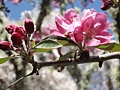 Mike aronson: Spring bloom at Filoli