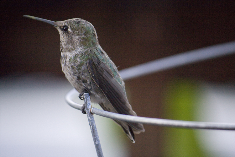 Stephen Balsbaugh: Hummingbird