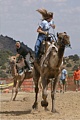 Dave Herzstein: Camel Racers