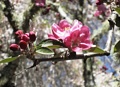 Mike Aronson: Spring Bloom at Filoli (Woodside, CA)