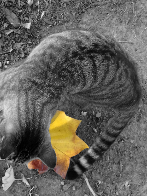 Ann Zeise: Cat Playing with an Autumn Leaf
