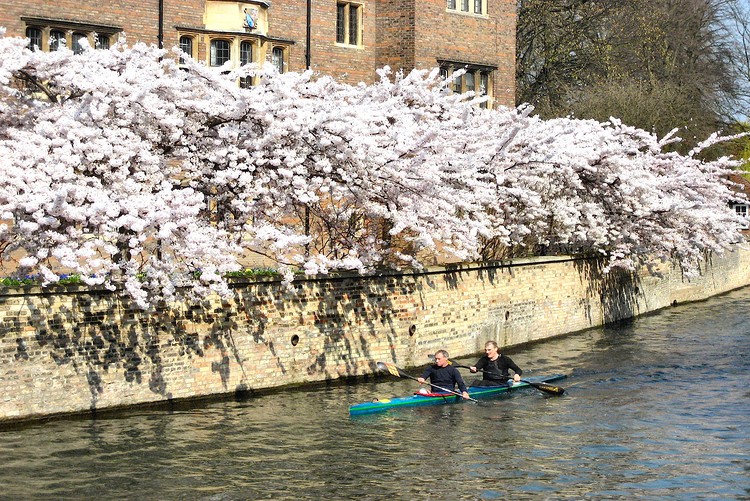 Mike Aronson: Flowers Along The Cam River, Cambridge University