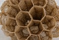 Dave Lemery: Wasps Nest 28 layers