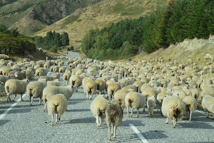 Dave Herzstein: New Zealand traffic jam
