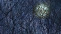 Bill Baker: The Branches hold onto the moonlight