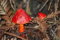 Dave Lemery: Butano SP Mushroom